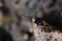 Tropistethus holosericus