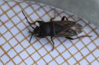 Megalonotus emarginatus