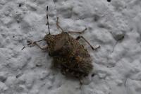 Rhaphigaster nebulosa