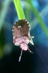 Dyroderes umbraculatus