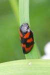 Cercopis vulnerata