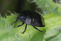 Sehirus