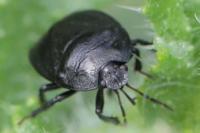 Sehirus