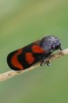 Cercopis vulnerata