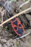 Pyrrhocoris apterus