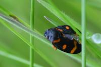 Cercopis intermedia