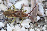 Gonocerus juniperi