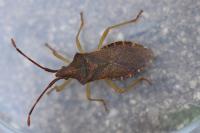 Gonocerus acuteangulatus