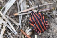 Graphosoma italicum