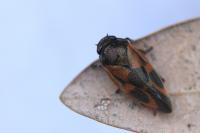 Haematoloma dorsata