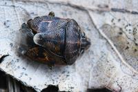 Holcogaster fibulata