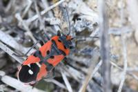 Lygaeus equestris