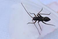 Miris striatus