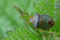 Palomena prasina