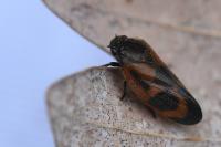Haematoloma dorsata
