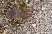 Gonocerus acuteangulatus