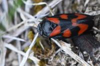 Cercopis vulnerata