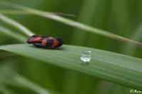 Cercopis vulnerata
