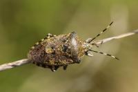 Rhaphigaster nebulosa