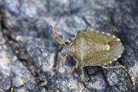 Peribalus strictus