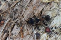 Rhyparochromus vulgaris