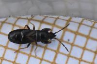 Piezoscelis staphylinus