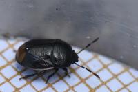 Legnotus limbosus