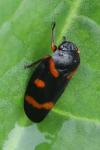 Cercopis intermedia