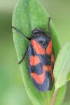 Cercopis vulnerata