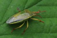 Piezodorus lituratus