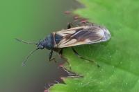 Ischnodemus sabuleti
