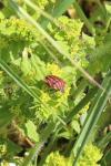 Graphosoma italicum