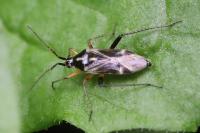 Harpocera thoracica