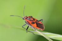 Corizus hyoscyami