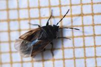 Drymus sylvaticus