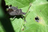 Enoplops scapha