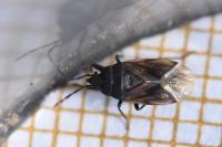 Drymus sylvaticus