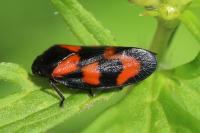 Cercopis vulnerata