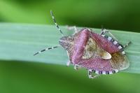 Dolycoris baccarum
