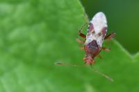 Rhopalus subrufus
