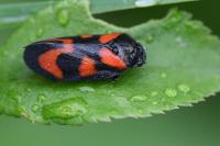 Cercopis vulnerata