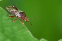 Rhopalus subrufus