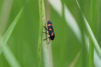 Cercopis intermedia