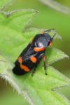 Cercopis intermedia