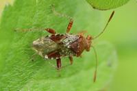 Rhopalus subrufus