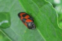 Cercopis vulnerata