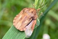 Eurygaster maura