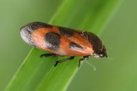 Haematoloma dorsata