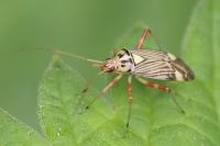Rhabdomiris striatellus