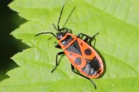 Pyrrhocoris apterus